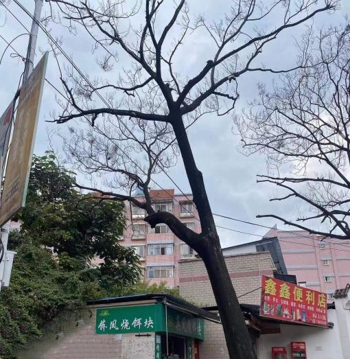 金蘭路64株泡桐存隱患被應(yīng)急清理(西山區(qū)城市管理局 供圖)