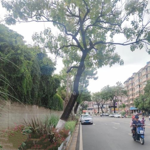 金蘭路64株泡桐存隱患被應(yīng)急清理(西山區(qū)城市管理局 供圖)