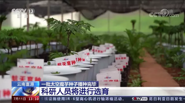 “遨游”過太空的魔芋種子“落地”富源（開屏新聞記者 蔣瓊波 通訊員 秦洪衛(wèi) 楊權(quán)風 攝）