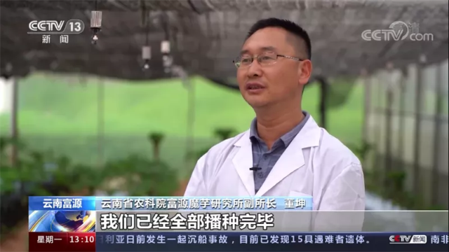 “遨游”過太空的魔芋種子“落地”富源（開屏新聞記者 蔣瓊波 通訊員 秦洪衛(wèi) 楊權(quán)風 攝）