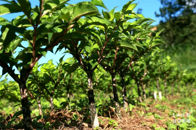 “遨游”過太空的魔芋種子“落地”富源（開屏新聞記者 蔣瓊波 通訊員 秦洪衛(wèi) 楊權(quán)風 攝）