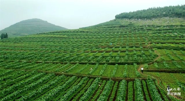 “遨游”過太空的魔芋種子“落地”富源（開屏新聞記者 蔣瓊波 通訊員 秦洪衛(wèi) 楊權(quán)風 攝）