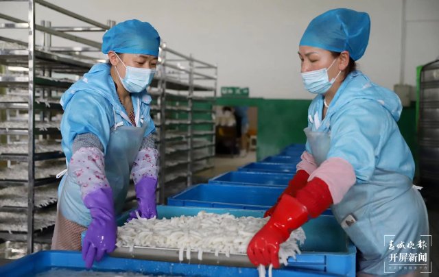 “遨游”過太空的魔芋種子“落地”富源（開屏新聞記者 蔣瓊波 通訊員 秦洪衛(wèi) 楊權(quán)風 攝）