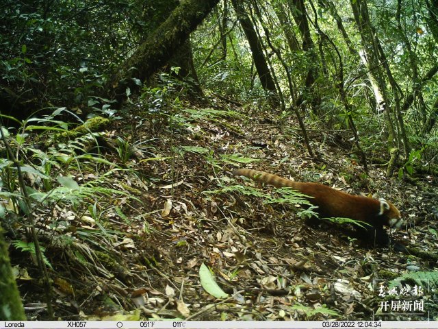 首次拍到！動(dòng)物界“網(wǎng)紅明星”小熊貓現(xiàn)身云南龍陵（春城晚報(bào)-開屏新聞?dòng)浾?崔敏 通訊員 郁云江 尹純助 蔣繼凡 攝影報(bào)道）