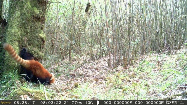 首次拍到！動(dòng)物界“網(wǎng)紅明星”小熊貓現(xiàn)身云南龍陵（春城晚報(bào)-開屏新聞?dòng)浾?崔敏 通訊員 郁云江 尹純助 蔣繼凡 攝影報(bào)道）