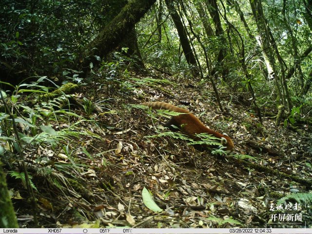 首次拍到！動(dòng)物界“網(wǎng)紅明星”小熊貓現(xiàn)身云南龍陵（春城晚報(bào)-開屏新聞?dòng)浾?崔敏 通訊員 郁云江 尹純助 蔣繼凡 攝影報(bào)道）