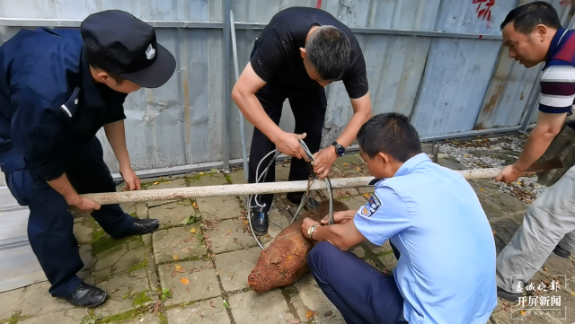 工地挖出一枚巨型炮彈(春城晚報-開屏新聞記者 崔敏 通訊員 李曦 攝)