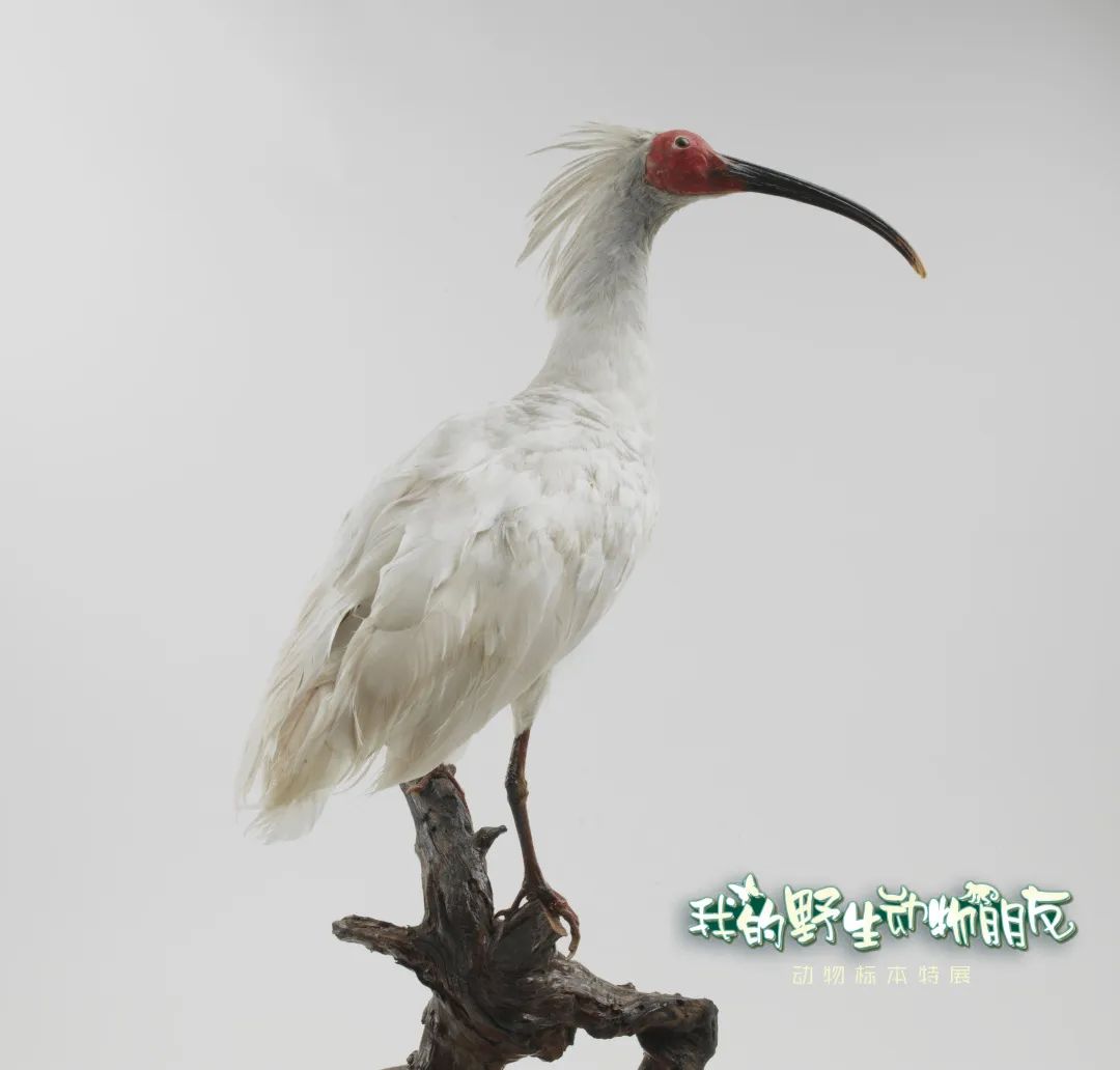 帶上“神獸”看“神獸”！我的野生動物朋友——動物標(biāo)本特展15日開展（供圖）
