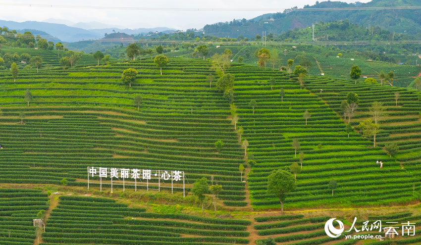 站在百里普洱茶道觀景臺上眺望，漫山茶園盡收眼底。人民網(wǎng) 王星攝