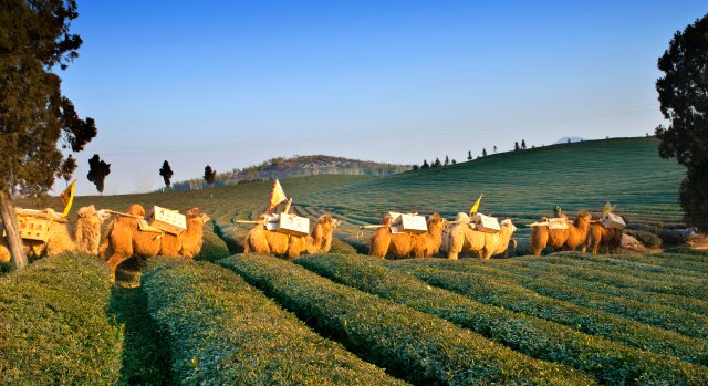 羊樓洞古鎮(zhèn)（供圖）