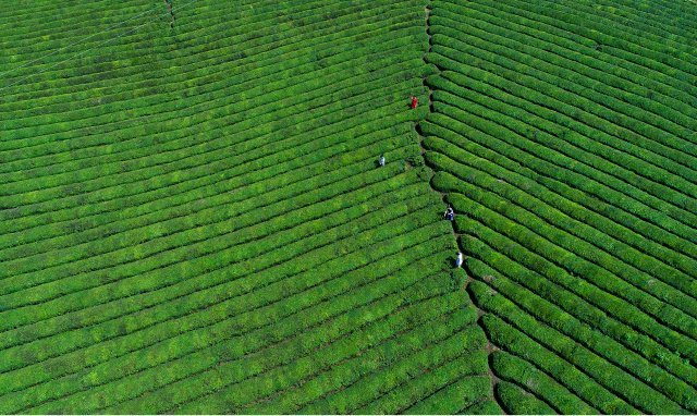 羊樓洞古鎮(zhèn)（供圖）