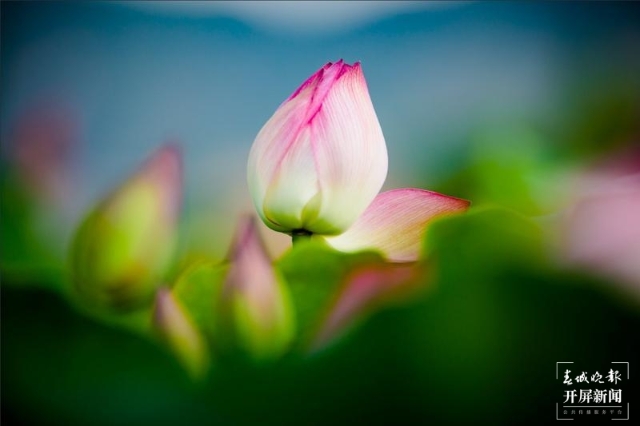 荷花，麗江市永勝縣的三川壩（春城晚報(bào)-開(kāi)屏新聞?dòng)浾?木曉雯 攝）