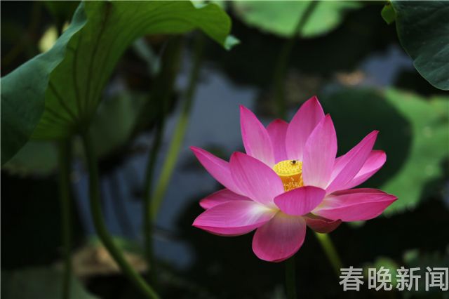 大觀公園荷花展01