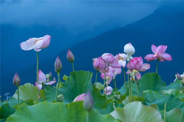 （大理銀橋 趙渝 攝影）.jpg