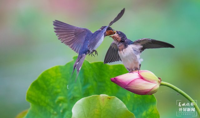 撫仙湖畔荷花田
