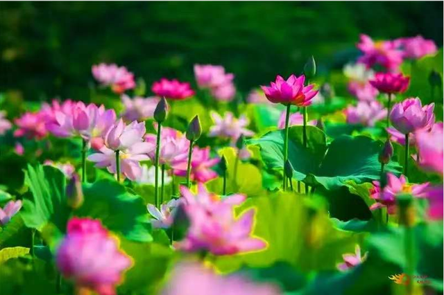 游古鎮(zhèn)、品美食！姚安光祿古鎮(zhèn)千畝荷花又開(kāi)啦 姚安縣文化和旅游局供圖