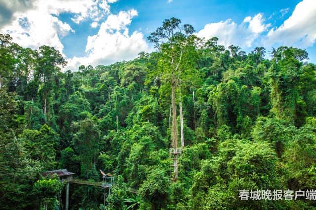 勐臘熱帶雨林跨境越野賽發(fā)布會(huì)
