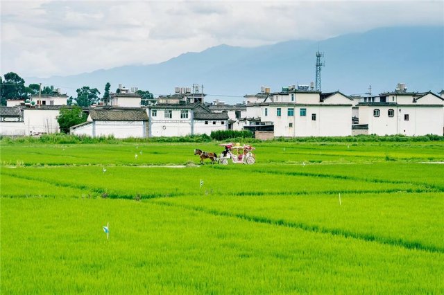 （大理喜洲 王澤航 攝影）.jpg