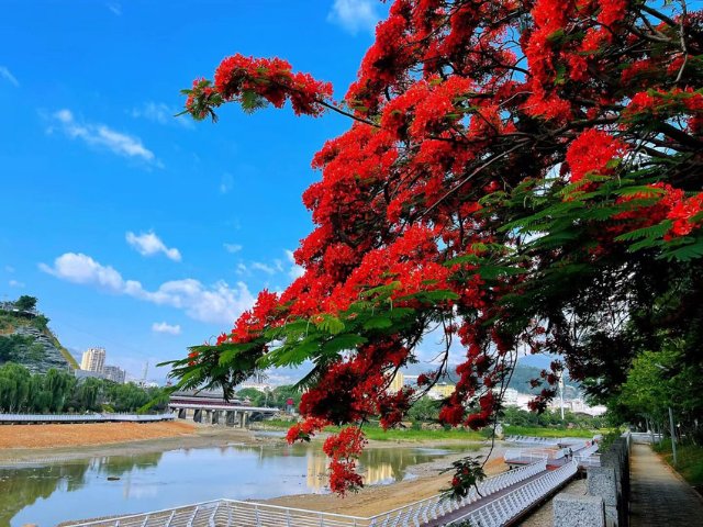 臨滄云縣鳳凰花美景（圖源：云縣融媒體中心）.jpg