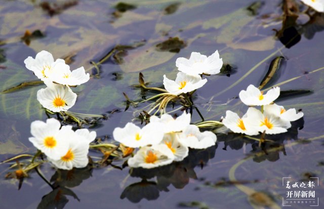 云南沾益海峰濕地 海菜花（開(kāi)屏新聞?dòng)浾?蔣瓊波 通訊員 舒婷婷 攝）