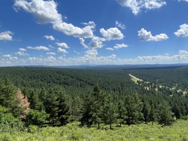 紅花爾基樟子松配圖1(1)