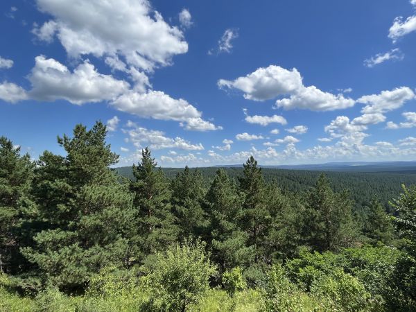 紅花爾基樟子松配圖2(1)