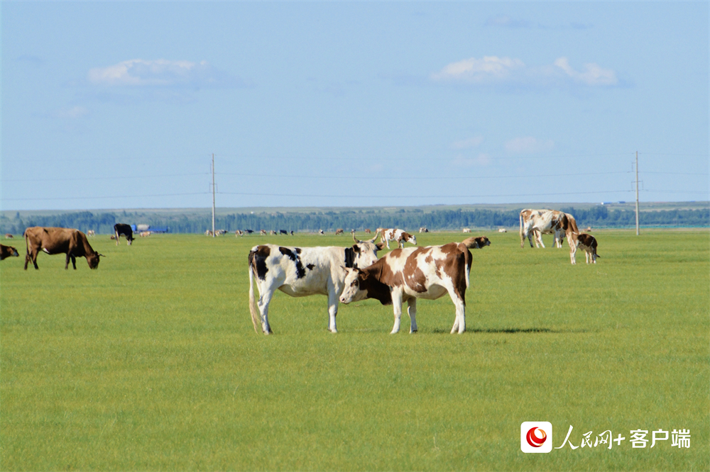 在內(nèi)蒙古呼倫貝爾，牛群在廣袤的草原上覓食。人民網(wǎng)孟麗媛攝