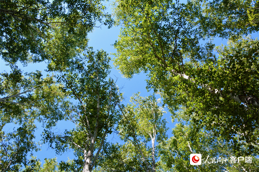 在內(nèi)蒙古呼倫貝爾額爾古納市，白樺樹向陽生長，白樺林郁郁蔥蔥。人民網(wǎng)孟麗媛攝