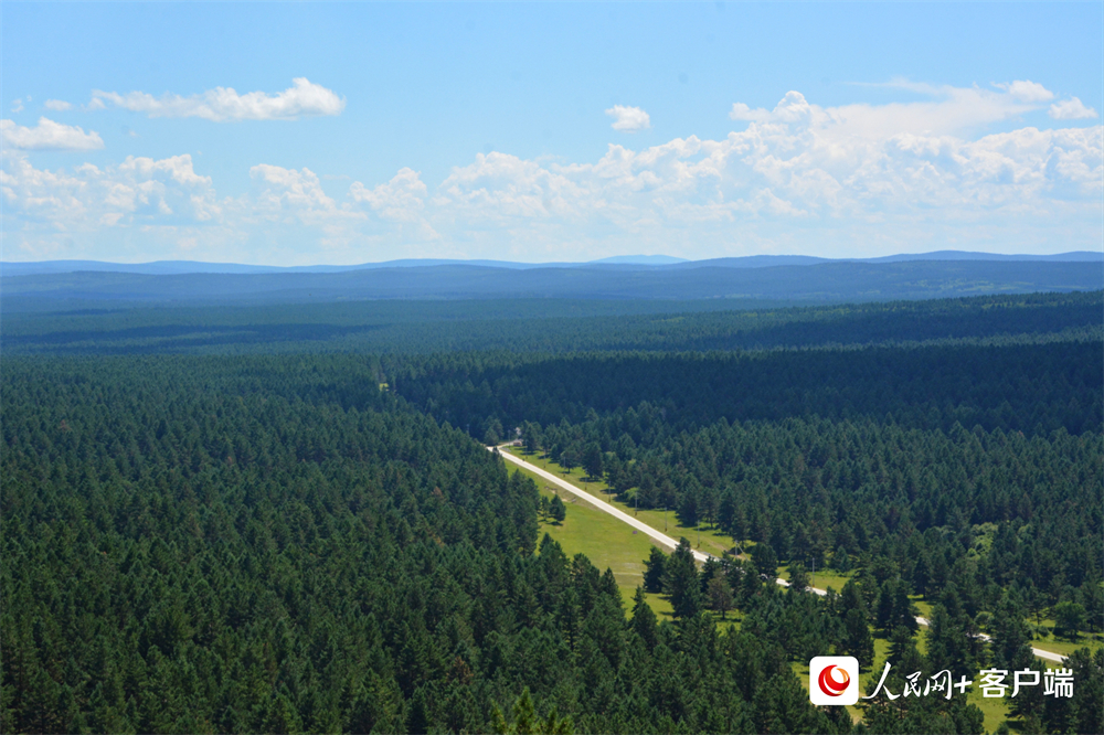 在內(nèi)蒙古呼倫貝爾鄂溫克旗，紅花爾基樟子松國家森林公園里綠意綿延、松濤陣陣。人民網(wǎng)孟麗媛攝