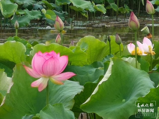 “荷”你有約！麒麟水鄉(xiāng)千畝荷花開了，打卡正當(dāng)時(shí)~