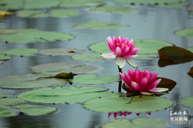 “荷”你有約！麒麟水鄉(xiāng)千畝荷花開了，打卡正當(dāng)時(shí)~