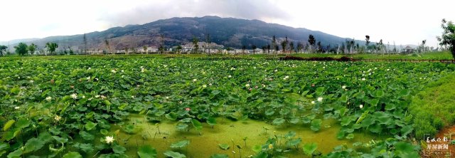“荷”你有約！麒麟水鄉(xiāng)千畝荷花開了，打卡正當(dāng)時(shí)~