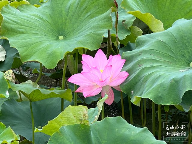 賞荷花、挖土豆、吃美食……首屆斗南農(nóng)旅文化節(jié)開(kāi)幕