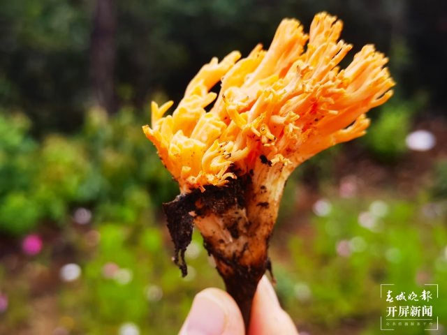 楚雄南華2022年野生菌美食文化節(jié)（春城晚報-開屏新聞記者 左學(xué)佳 攝）