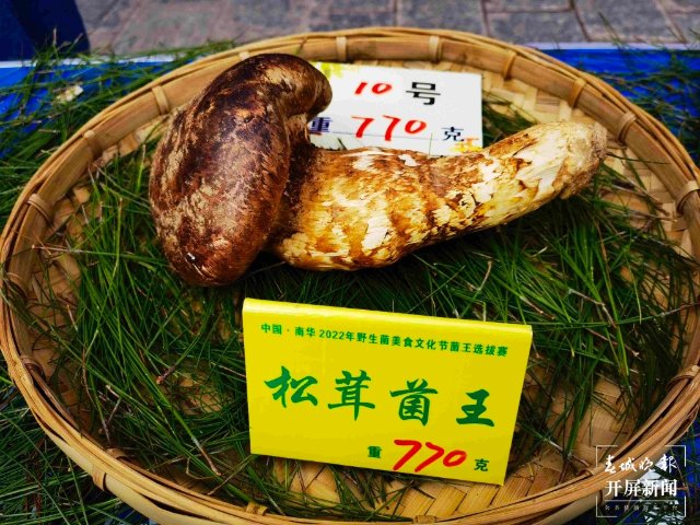 楚雄南華2022年野生菌美食文化節(jié)（春城晚報-開屏新聞記者 左學(xué)佳 攝）