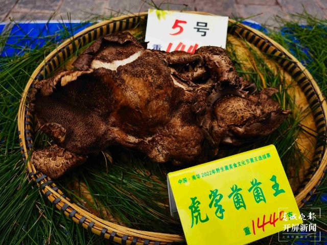 楚雄南華2022年野生菌美食文化節(jié)（春城晚報-開屏新聞記者 左學(xué)佳 攝）