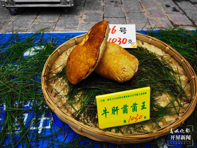 楚雄南華2022年野生菌美食文化節(jié)（春城晚報-開屏新聞記者 左學(xué)佳 攝）