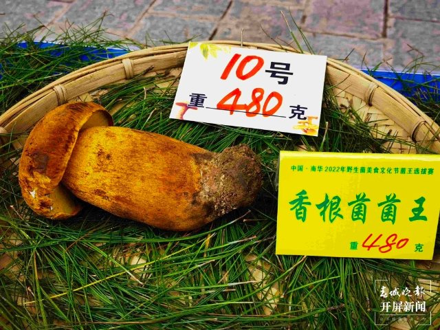 楚雄南華2022年野生菌美食文化節(jié)（春城晚報-開屏新聞記者 左學(xué)佳 攝）