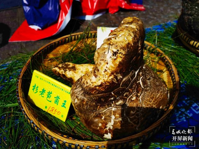 楚雄南華2022年野生菌美食文化節(jié)（春城晚報-開屏新聞記者 左學(xué)佳 攝）