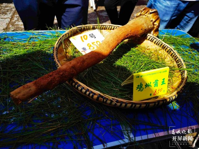 楚雄南華2022年野生菌美食文化節(jié)（春城晚報-開屏新聞記者 左學(xué)佳 攝）