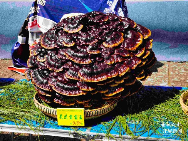 楚雄南華2022年野生菌美食文化節(jié)（春城晚報-開屏新聞記者 左學(xué)佳 攝）