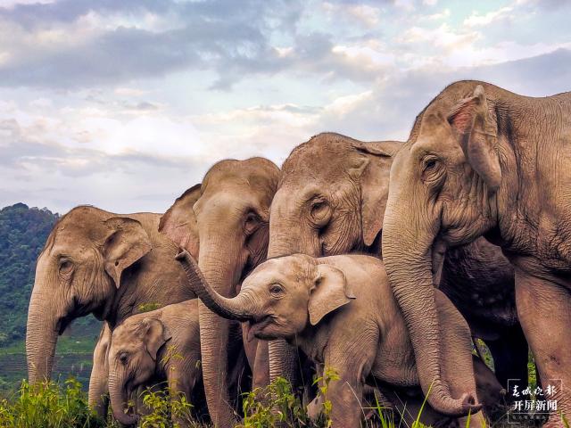 云南全面加強(qiáng)亞洲象保護(hù)及肇事防范管理