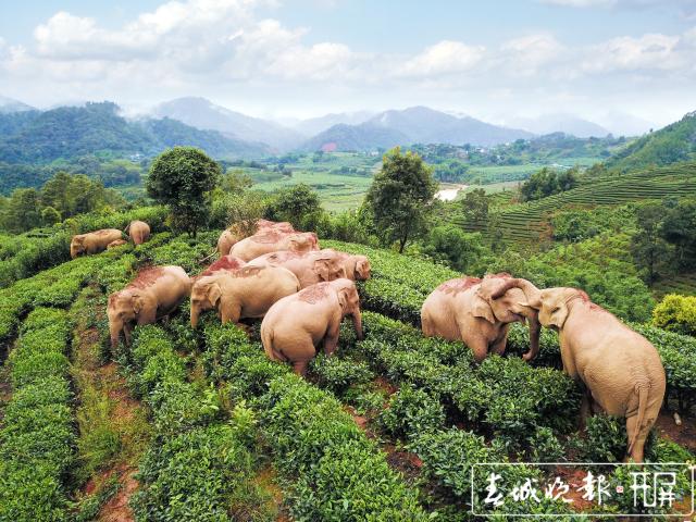 云南召開第一屆亞洲象專家委員第一次會(huì)議 (2).jpg