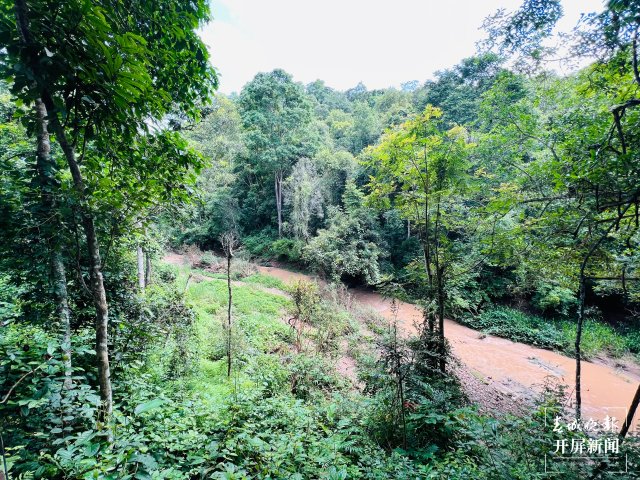 野象谷:走進(jìn)雨林,探訪野生亞洲象的“老家”春城晚報(bào)-開屏新聞?dòng)浾?林舒佳 攝影報(bào)道2.jpg