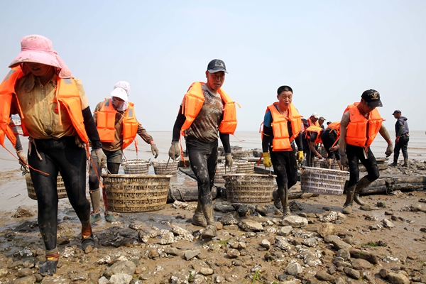 1、近日，村民張永輝的雙頭蟶養(yǎng)殖喜獲豐收，上岸便銷售一空。朱華南 攝