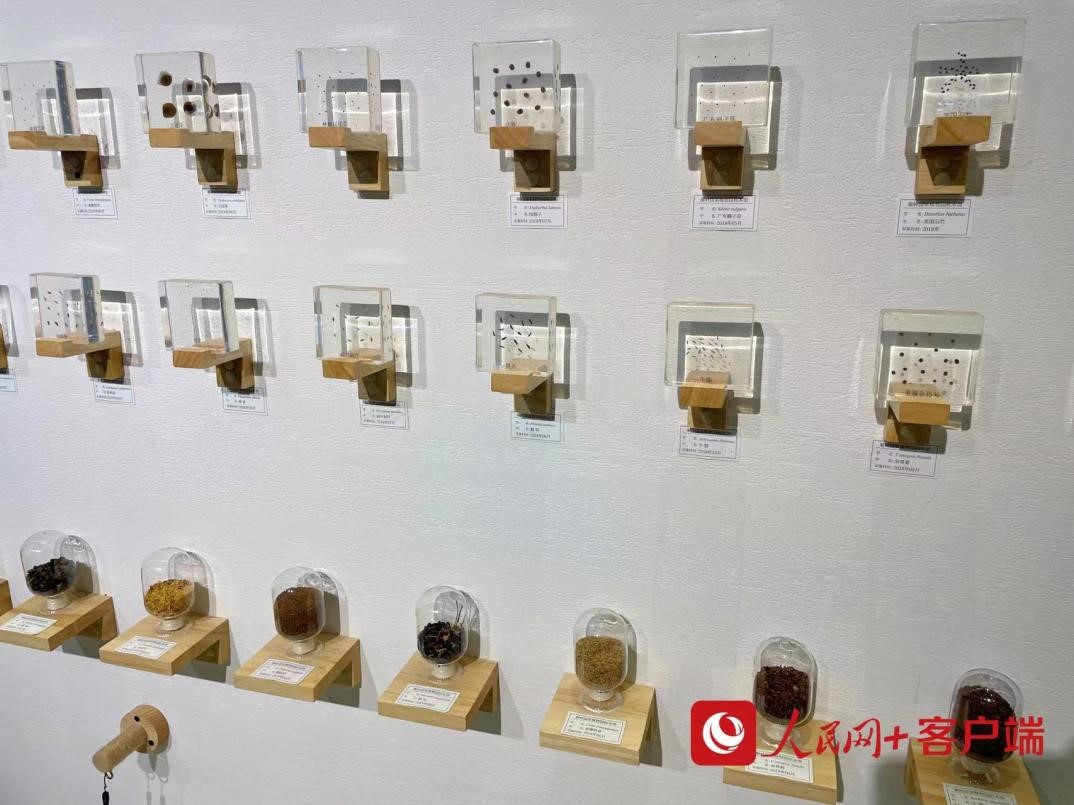 園區(qū)內(nèi)標(biāo)本館中陳列的植物種子。人民網(wǎng)記者李依環(huán)攝