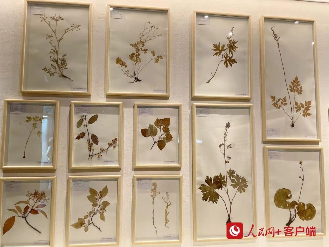 部分植物標(biāo)本一覽。人民網(wǎng)記者李依環(huán)攝