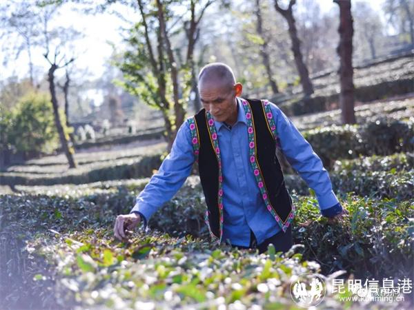 李正林 南澗縣融媒體中心供圖2 李正林 南澗縣融媒體中心供圖2