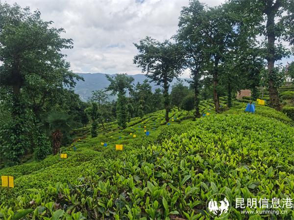 羅伯克茶園(楊紹祖 攝) 羅伯克茶園(楊紹祖 攝)