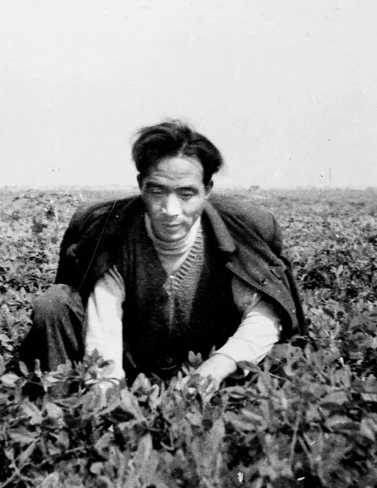 焦裕祿同志生前在田間勞動(dòng)的情形。新華社稿